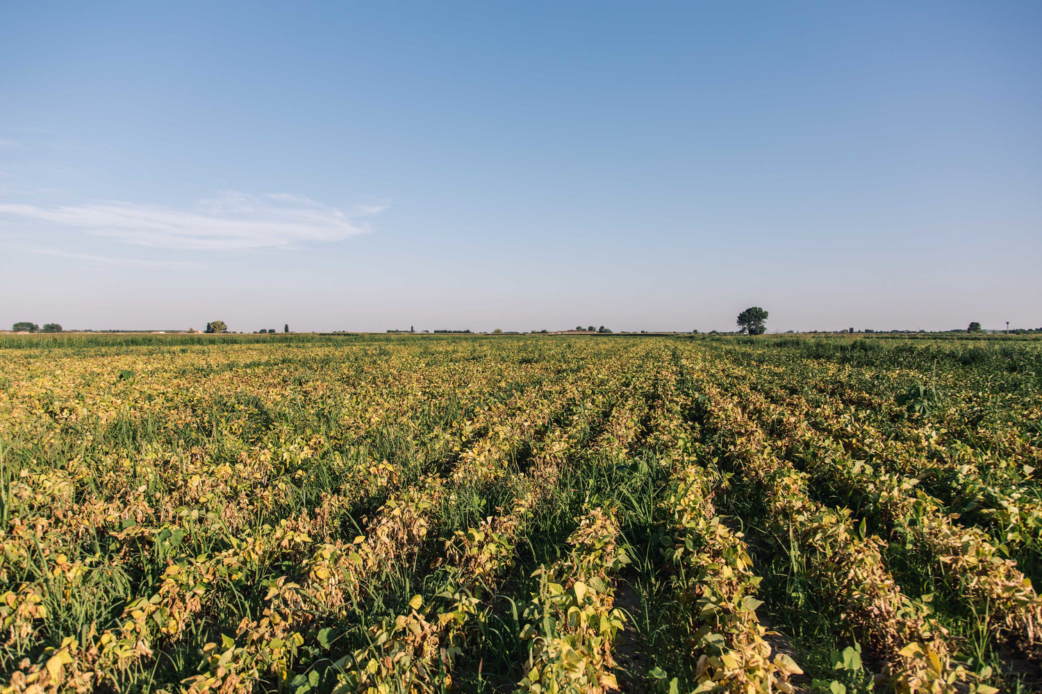 hemp is a regenerative crop. Picture of fields